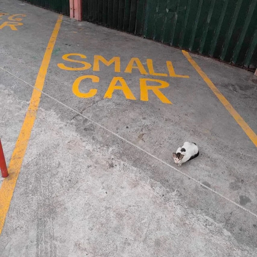 Catsillyness's tweet photo. is this your car? https://t.co/LarQSjW7iL