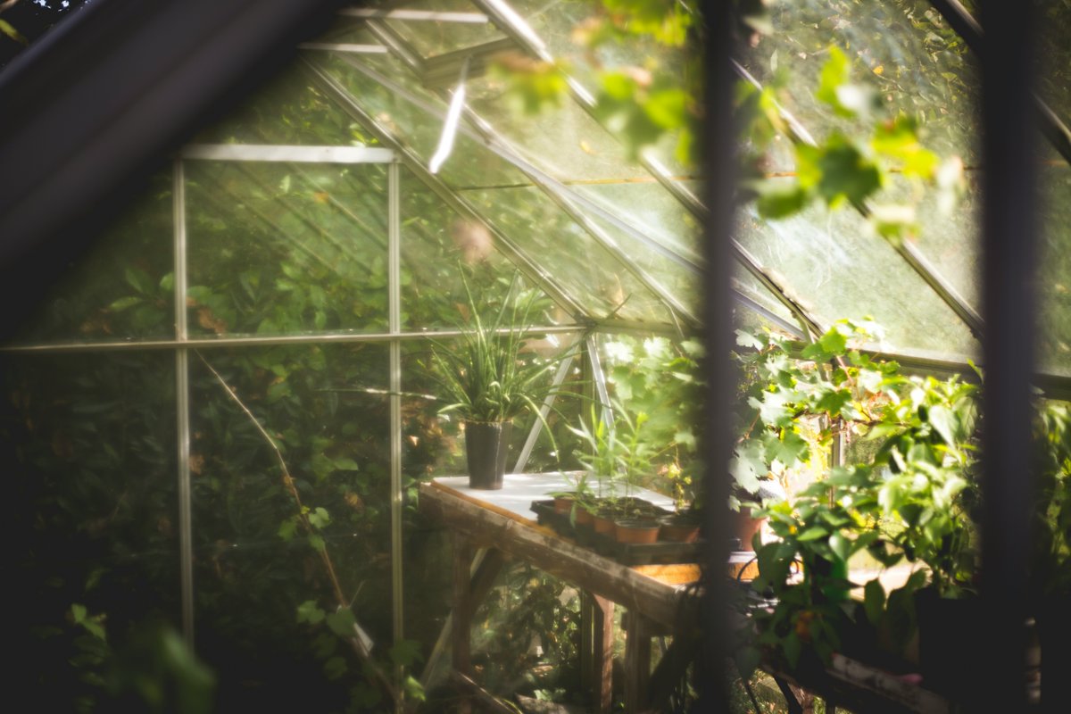 DalesidePlants's tweet photo. TOP TIP: Don't forget to shade your greenhouse and keep it cool in hot weather to prevent overheating or scorching of plants. #gardening #gardeningtips https://t.co/TE7efF0upn