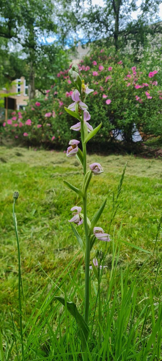 A big shout out to the <a href="/uonestatesdept/">estates dept uon</a> for mowing around the #beeorchid outside the <a href="/UoNLifeSci/">UoN Life Sciences</a> <a href="/UoNenviro/">Enviro Sci-Bio</a> building on main campus. A real thrill to see it just close to all the earthworks @aardvarknsefce <a href="/UoNPressOffice/">Uni of Nottingham Press Office</a>