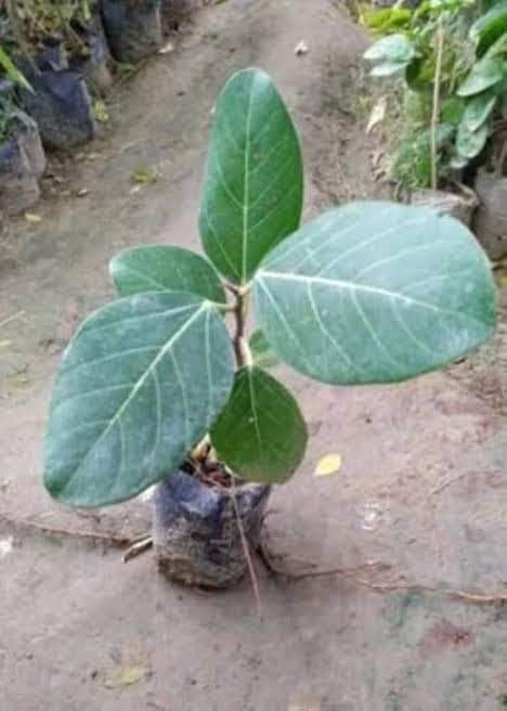 P_Katyayan's tweet photo. पीपल कार्बन डाई ऑक्साइड का 100% एबजॉर्बर है, बरगद 80% और नीम 75 %।
इसके बदले लोगो ने विदेशी यूकेलिप्टस को लगाना शुरू कर दिया ,जो जमीन को जल विहीन कर देता है।अब जब #वायुमण्डल में रिफ्रेशर ही नही रहेगा तो गर्मी तो बढ़ेगी ही
और जब गर्मी बढ़ेगी तो जल भाप बनकर उड़ेगा ही।
#Plantstrees https://t.co/E309QDHfW6
