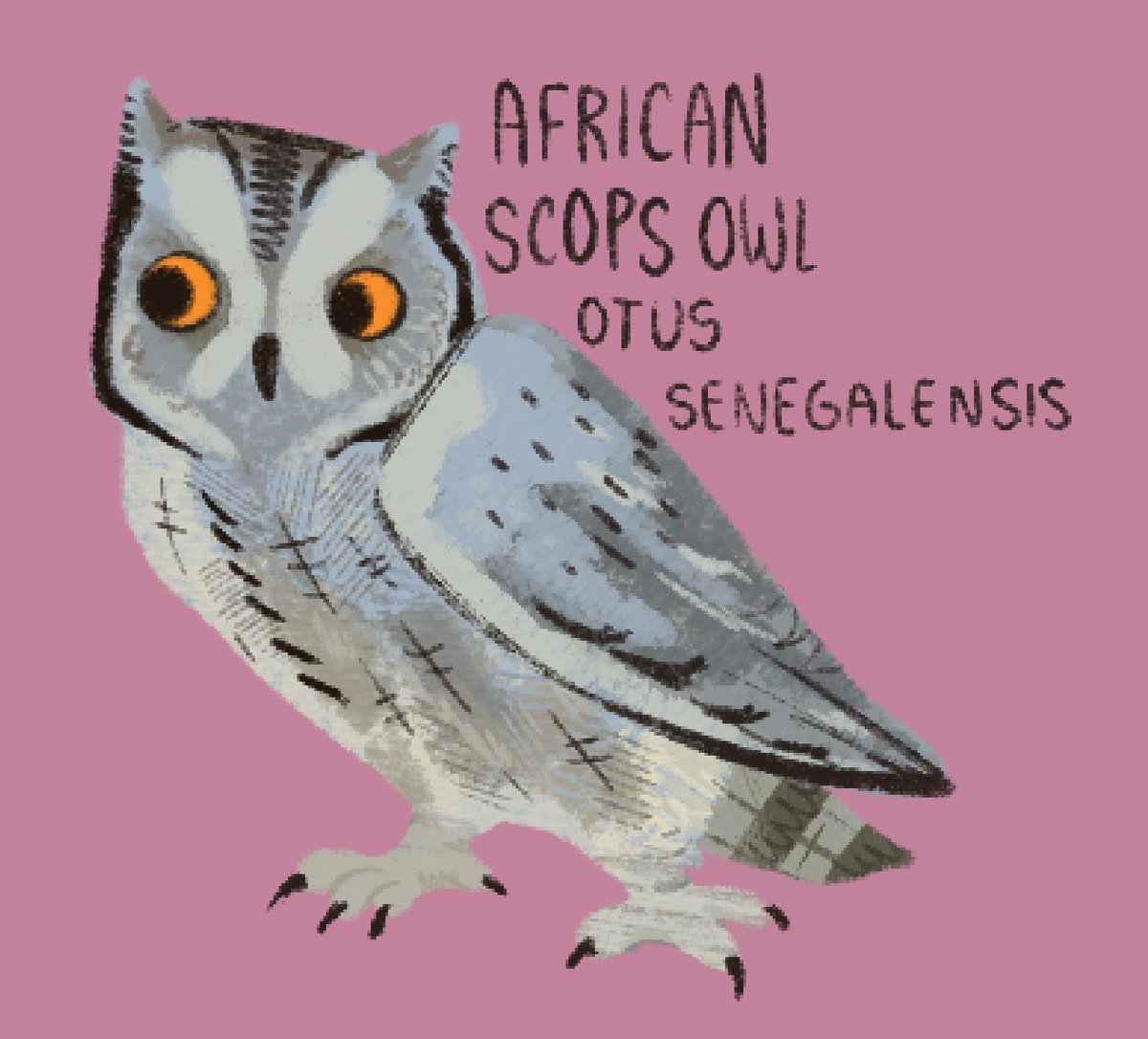 Todays owl of the day is the African Scops Owl (Otus Sengalensis). During the day they stretch their ear tufts to look like a tree branch to avoid mobbing. It is endemic to sub Saharan Africa where it is found in the forested areas. #owls #owloftheday