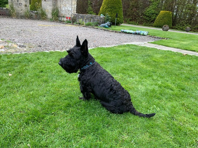 Fiona MacDonald tweet media