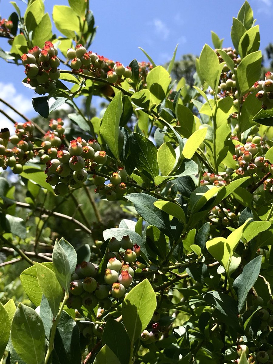 Our blueberries are gonna be awesome this year. Last year sucked.