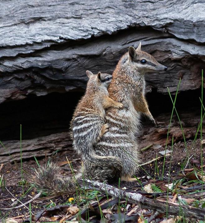 Red Panda tweet media