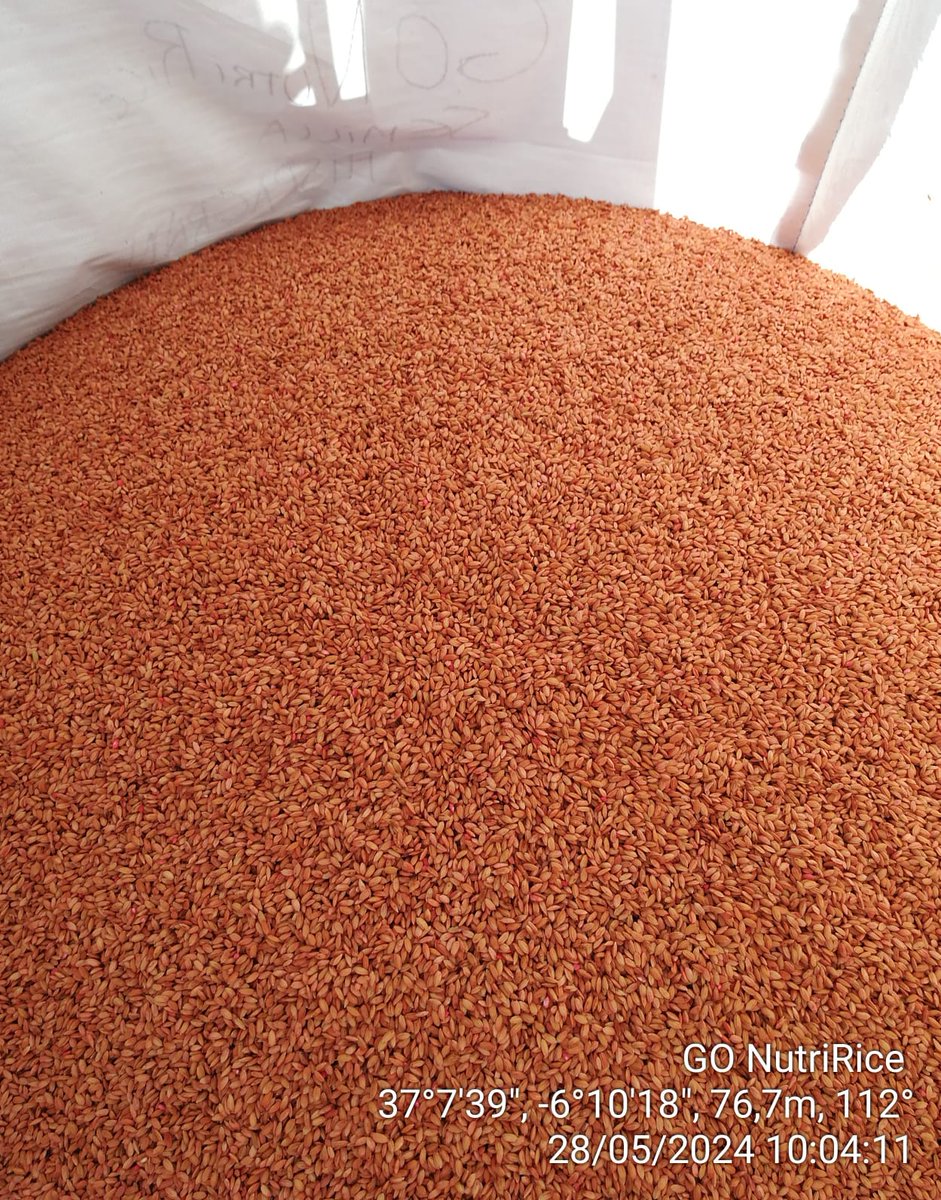 🌾 ¡Innovaciones Sorprendentes en GO NutriRice! 🌱

🚜 El proyecto sigue avanzando con tratamientos de semillas de la variedad Hispagran con cianobacterias. Los resultados son esperanzadores para el sector arrocero. 🌿 #Arroz #Sostenible #GONutriRice #GrupoOperativo <a href="/rmfabra1970/">RAFAEL MORALES FABRA</a>