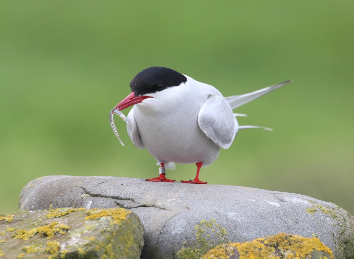 Ferring birder (@lizwalk1) on Twitter photo One of the many arctic #terns on Inner #Farne with sand eel.
#farneislands #northumberland #birdwatching <a href="/NTFarneIslands/">The Farne Islands</a> One of the many arctic #terns on Inner #Farne with sand eel.
#farneislands #northumberland #birdwatching <a href="/NTFarneIslands/">The Farne Islands</a>