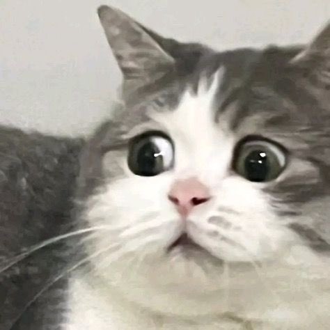 𝐀𝐃𝐒𝐈𝐋𝐀 tweet media