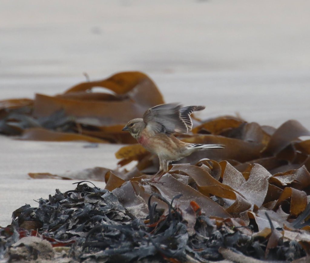Ferring birder (@lizwalk1) on Twitter photo Spotted this little bird along #Boulmer beach. Not sure if it is a #twite. Please could someone help? #birdwatching @NTNorthd_Coast <a href="/NTBirdClub/">Northumberland & Tyneside Bird Club</a> Spotted this little bird along #Boulmer beach. Not sure if it is a #twite. Please could someone help? #birdwatching @NTNorthd_Coast <a href="/NTBirdClub/">Northumberland & Tyneside Bird Club</a>