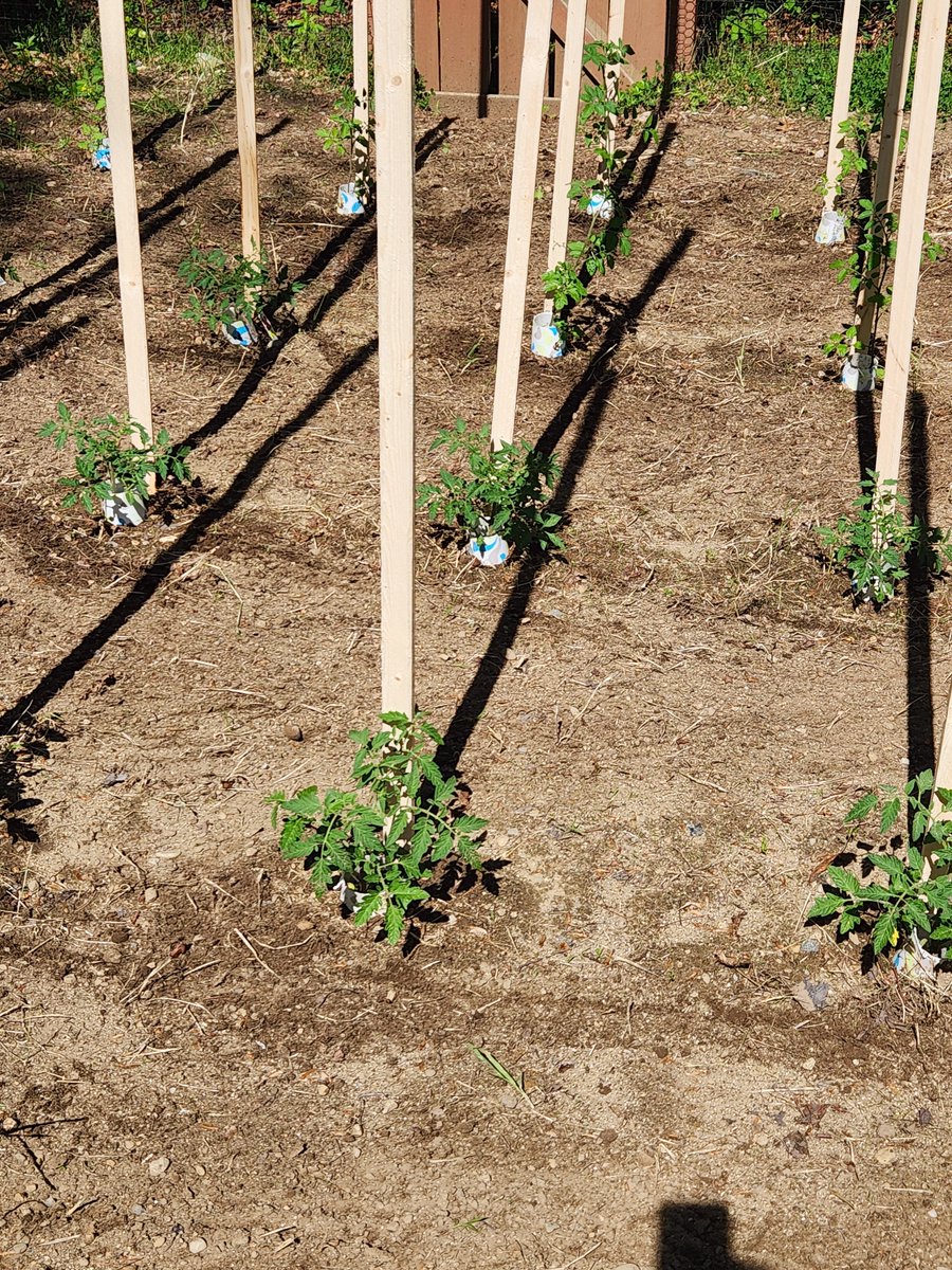 ChrisWh80792999's tweet image. Veggie garden underway. 18 tomato stakes in thus weekend.