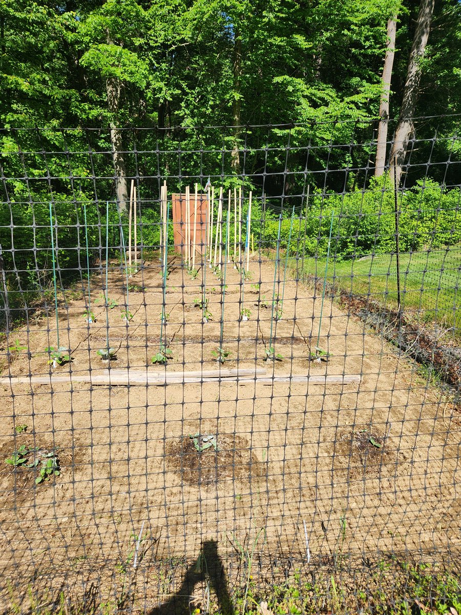 ChrisWh80792999's tweet image. Veggie garden underway. 18 tomato stakes in thus weekend.