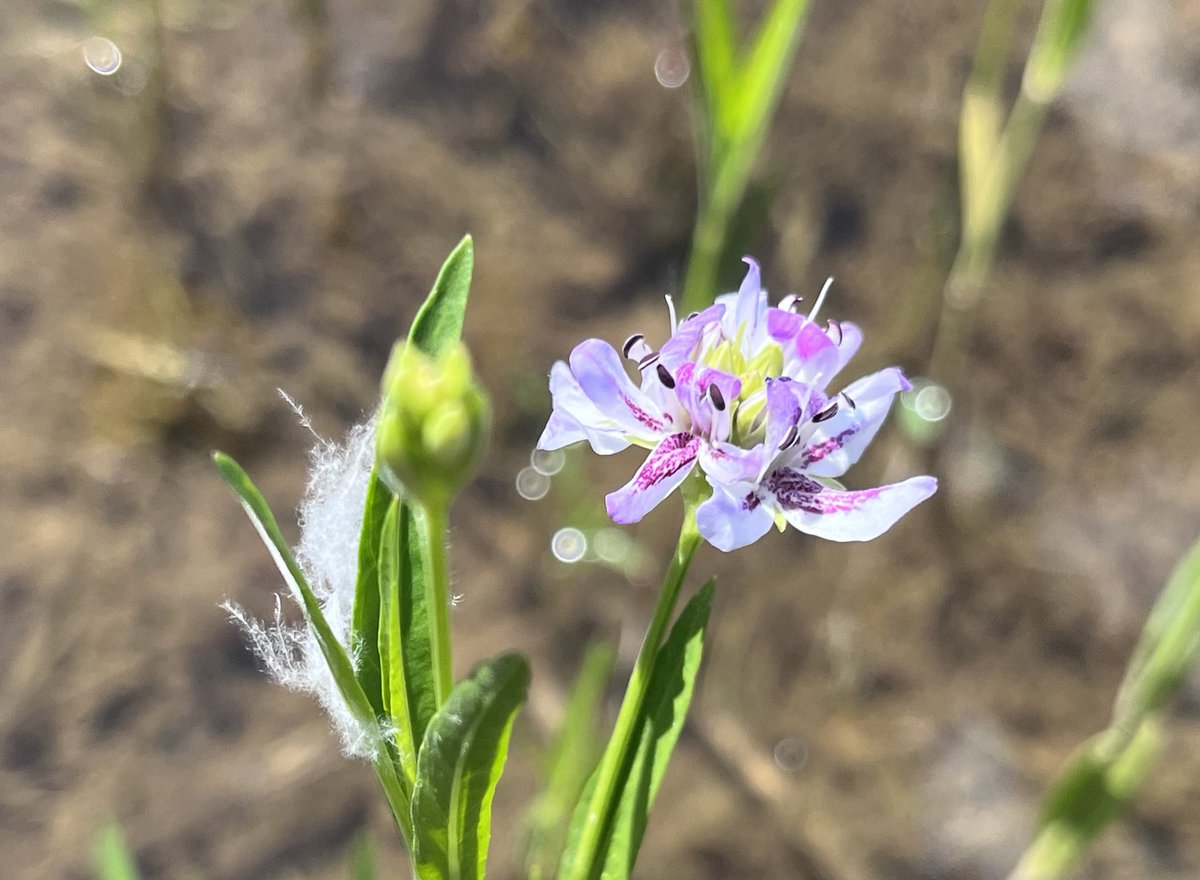 kakawiduck's tweet photo. american water-willow (Justicia americana) 

#plants #nature #wildlife #flower #virginiaplants https://t.co/Jvw9qEqwxQ