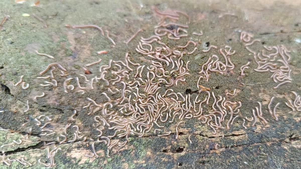 P_Gasiorowski's tweet photo. Wijowisko: Blaniulus guttulatus (krocionóg krwawoplamy). Wielkopolska.
#wije #dwuparce #Diplopoda https://t.co/yYY9TSfoVQ