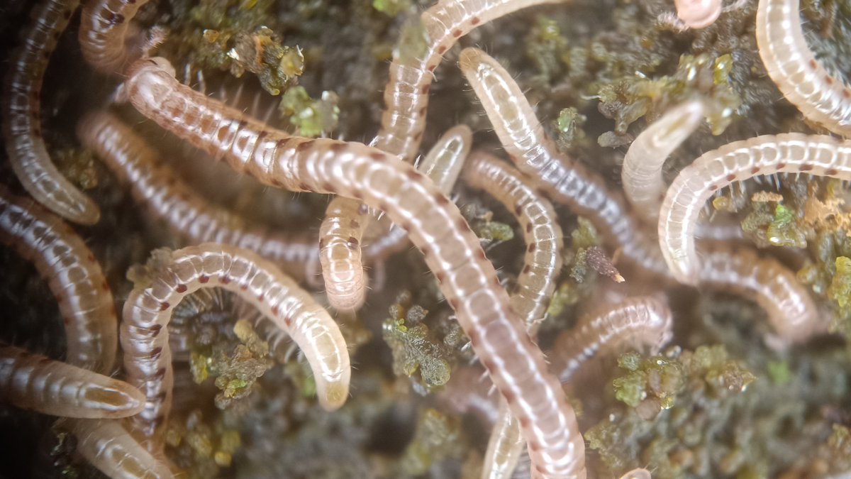 P_Gasiorowski's tweet photo. Wijowisko: Blaniulus guttulatus (krocionóg krwawoplamy). Wielkopolska.
#wije #dwuparce #Diplopoda https://t.co/yYY9TSfoVQ
