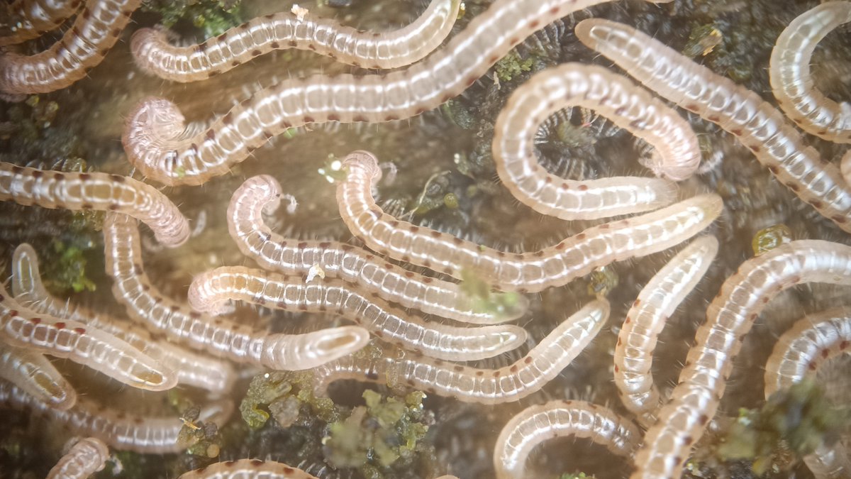 P_Gasiorowski's tweet photo. Wijowisko: Blaniulus guttulatus (krocionóg krwawoplamy). Wielkopolska.
#wije #dwuparce #Diplopoda https://t.co/yYY9TSfoVQ
