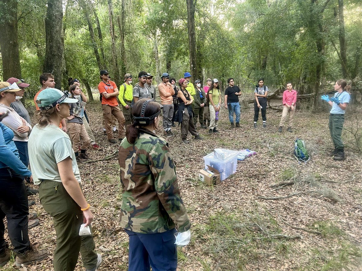 mhallett2320's tweet photo. Massive THANK YOU to Liz, Jonas, Lisa, and the rest of the @MyFWC #FWRI bat team for sharing their expertise with our @UFWildlife Techniques students… Bat research is awesome & the Ordway’s SE myotis are an annual highlight! @ElizaBat_Braun @UF_IFAS @UFCALS @FloridaMuseum https://t.co/mvuWXHF2H9