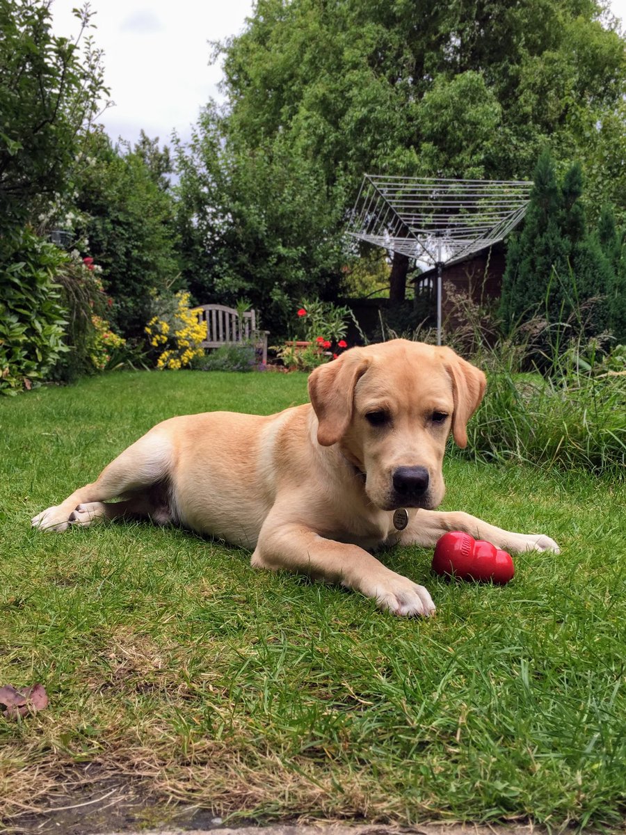 Assistance Dog Ziggy 🇬🇧🐾 tweet media