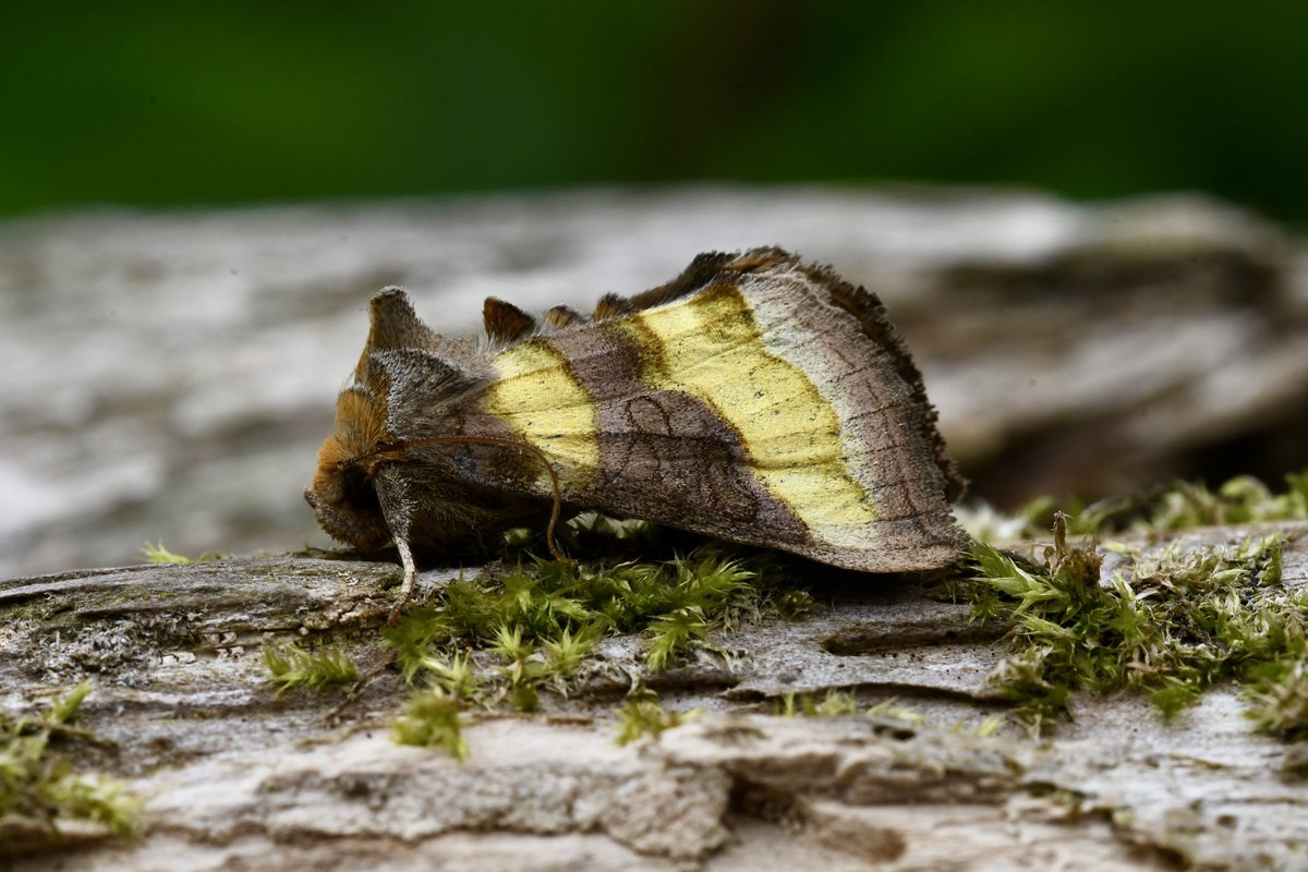 KevanBrett's tweet photo. Last night of May saw 50/22 #moths to the garden with 8nfy , the best being White-point and a cracking Burnished Brass. 2 nfg Silver ground Carpet and #micromoth Cypress tip Moth. 10 Diamond-back most numerous @norfolkmoths @NorfolkNats @BC_Norfolk #mothsmatter https://t.co/C888oqoqqp