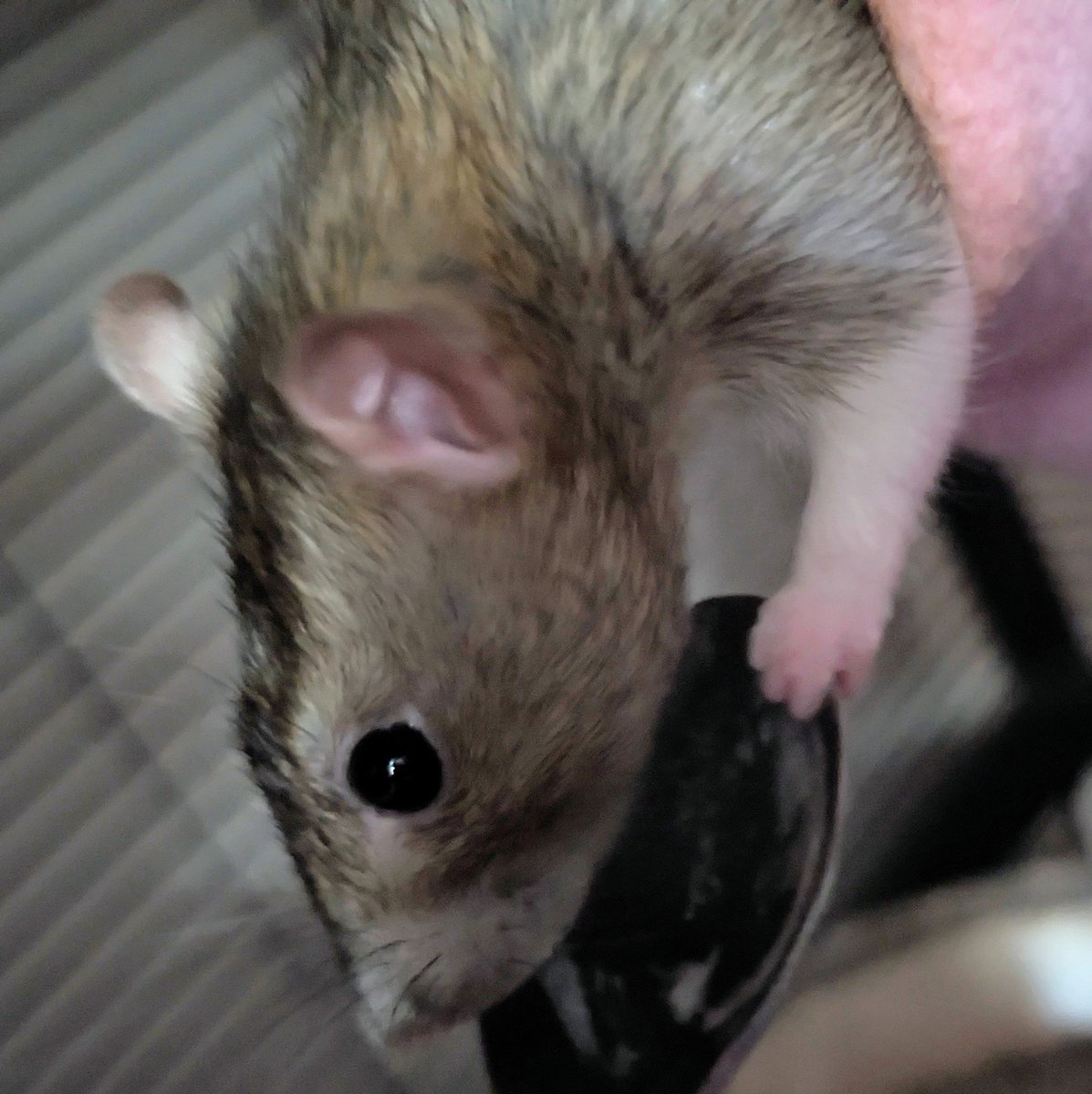 Tiny fist 😂🐀❤️