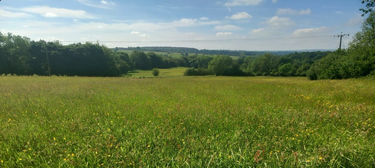 I've been doing some botanical surveys across the farm today. It also gave me a chance to get some photos of orchids for #WildflowerHour this evening 🙂

I always feel very lucky to call this place home, to look after these fields, and to help the wildlife here.