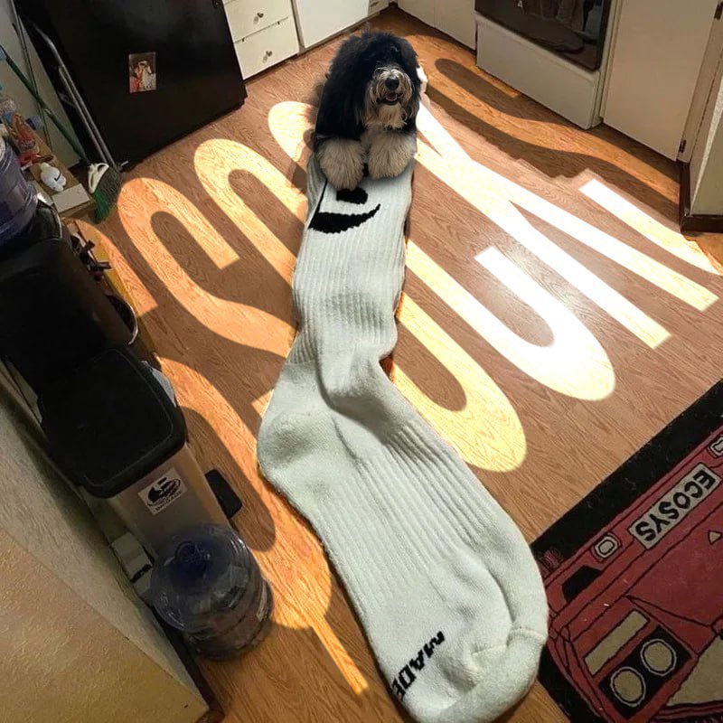 AJORDANWEB3's tweet photo. @IGGYAZALEA He must wear lil bitty $socks, these $SOCKS might be too big for them to handle $MOTHER 😕🧦❤️ https://t.co/DOIgFFrrMH
