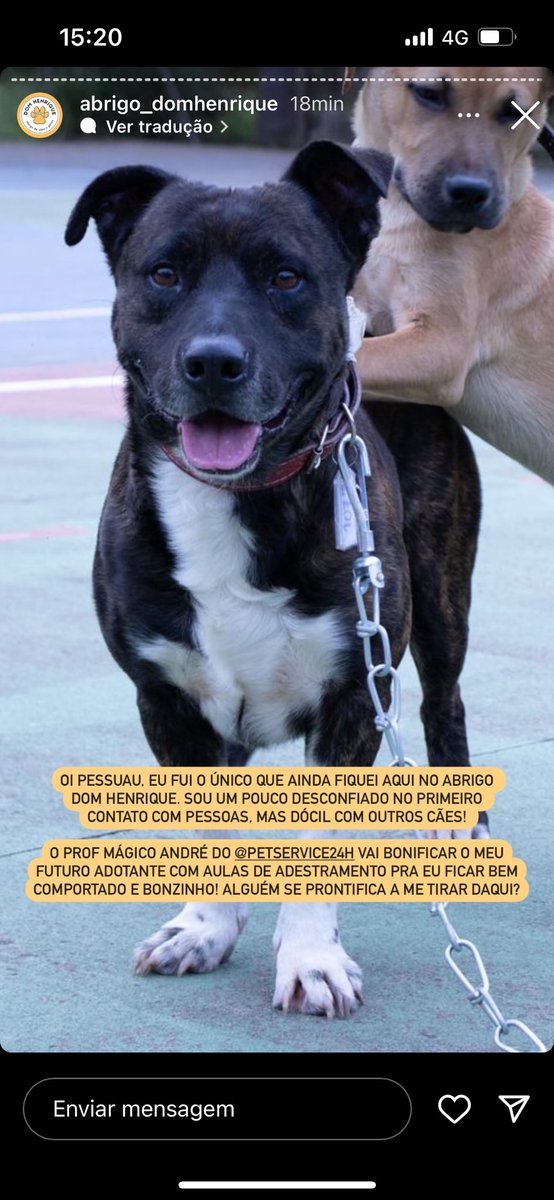 Eniederson's tweet photo. Alguém de Porto Alegre pra adotar?

Ele foi o único que sobrou no abrigo Dom Henrique no Menino Deus.

Aqui o Instagram:

https://t.co/o1GCn6mFu0 https://t.co/7iSo5CAiru
