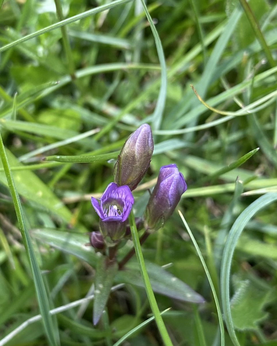 hazeltree12's tweet photo. A great start to #30DaysWild with a visit to Ham Wall yesterday hearing booming bitterns and a lovely walk today with Dorset Wildlife Trust learning all about the enchanting early gentian. Hard to spot, but worth it once you get your eye in! 👀 #wildflowers 💕 https://t.co/lj3Ihi0BNq