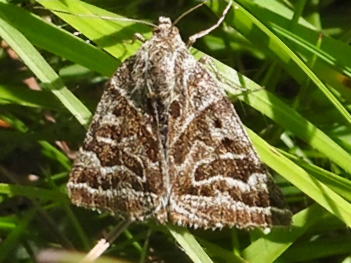 Mother Shipton hiding in the grass @SomersetWT Draycott Sleights,thanks Ross @SomButterflyRec for the general directions (Rosina is happy!) No Adonis seen