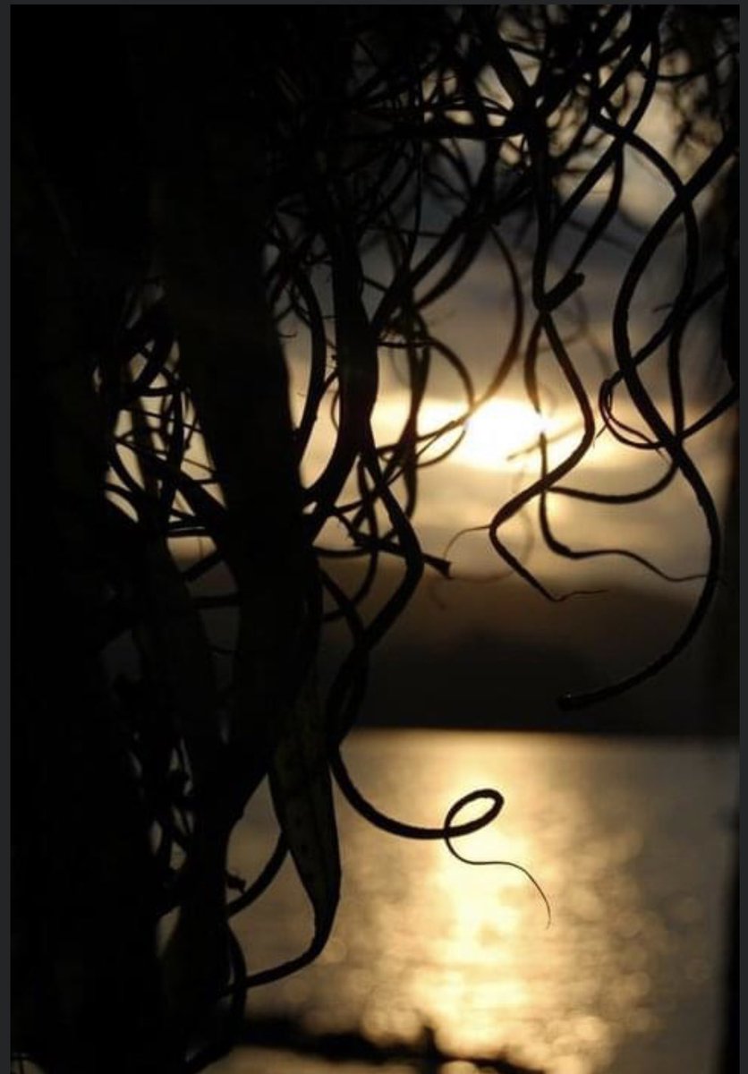 LavoratoDante's tweet image. #SafeMoonCommunity
#SAFEMOONARMY 
#SafemoonFamily 
#SAFEMOON
#BabyYolo
#nft
#Art