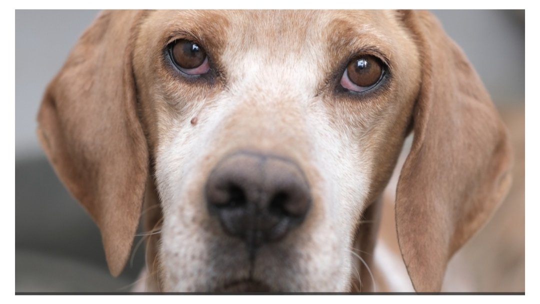 🤎🧡BASTIAN🧡🤎

Es un cruce de Braco y Pointer, una belleza.
Llegó hace 4 años a la protectora. 
Es un perrete muy sociable!
Tiene muy buen talante y muy buenos gestos de comportamiento.

Adopta a BASTIAN.

Protectora Huellas #Ávila
685 84 00 66 Isabel
629 16 57 88 Tina