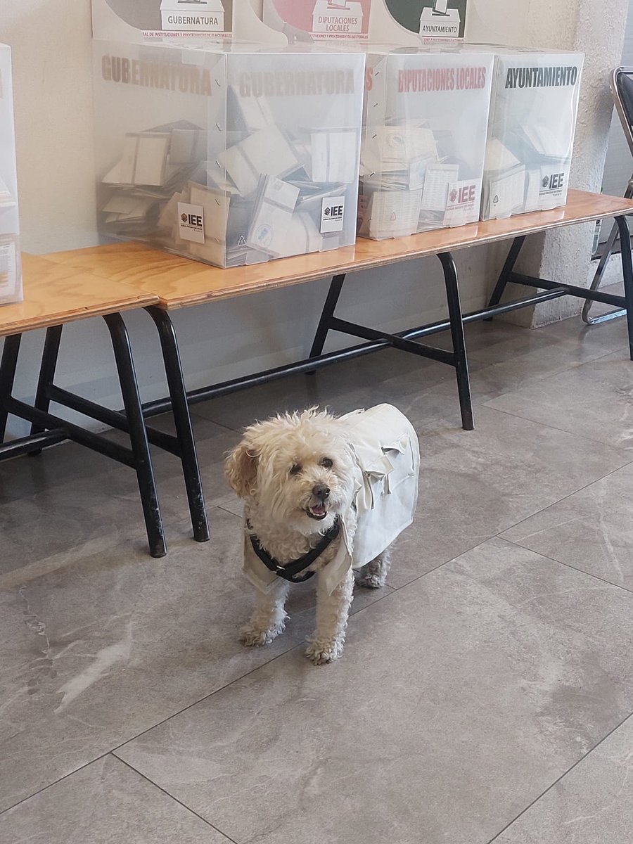 porktendencia's tweet image. "Daisy":
Por la viralización de Daisy, una perrita funcionaria de casilla en la colonia El Carmen, en la ciudad de Puebla.