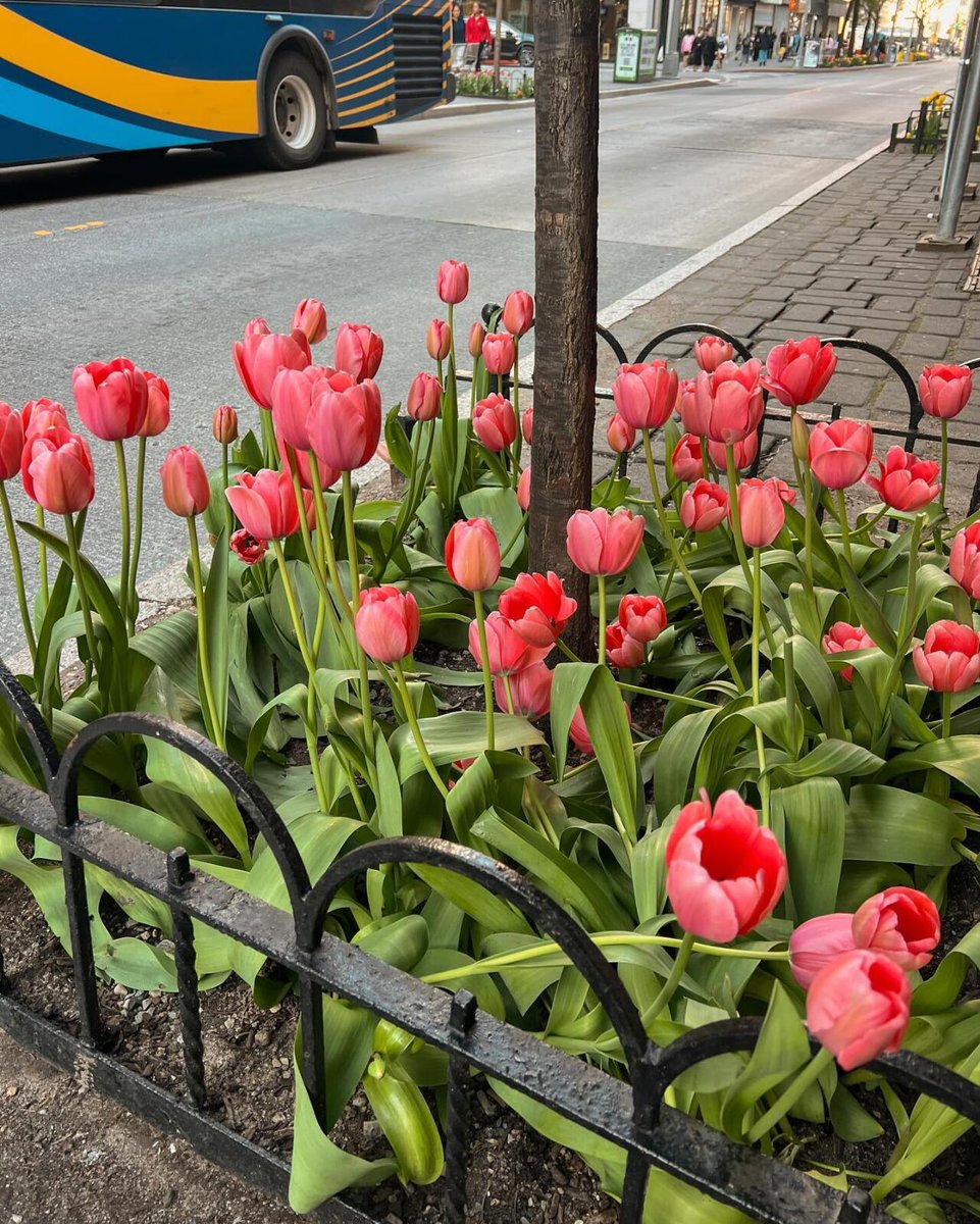 Dindayssa's tweet photo. Brooklyn street scene 🌷🌼✨🍯🌆 https://t.co/kxtIZRcU80