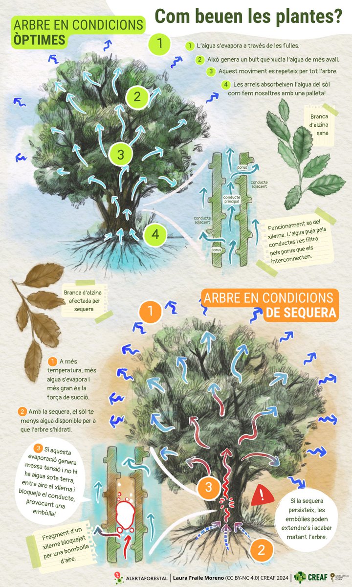 CREAF_ecologia's tweet photo. Us heu preguntat mai com beuen aigua els #arbres? 🌳🥤Ho expliquem amb una infografia de la @laurafraileart 🪄 Fixeu-vos bé en l'arbre taronja per trobar les diferències quan hi ha sequera! 🥀🥵 https://t.co/nEpBg2ZAVN
