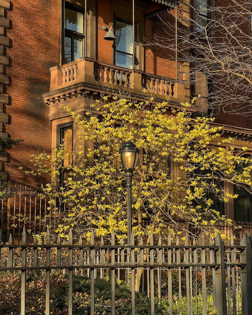 Dindayssa's tweet photo. Brooklyn street scene 🌷🌼✨🍯🌆 https://t.co/kxtIZRcU80