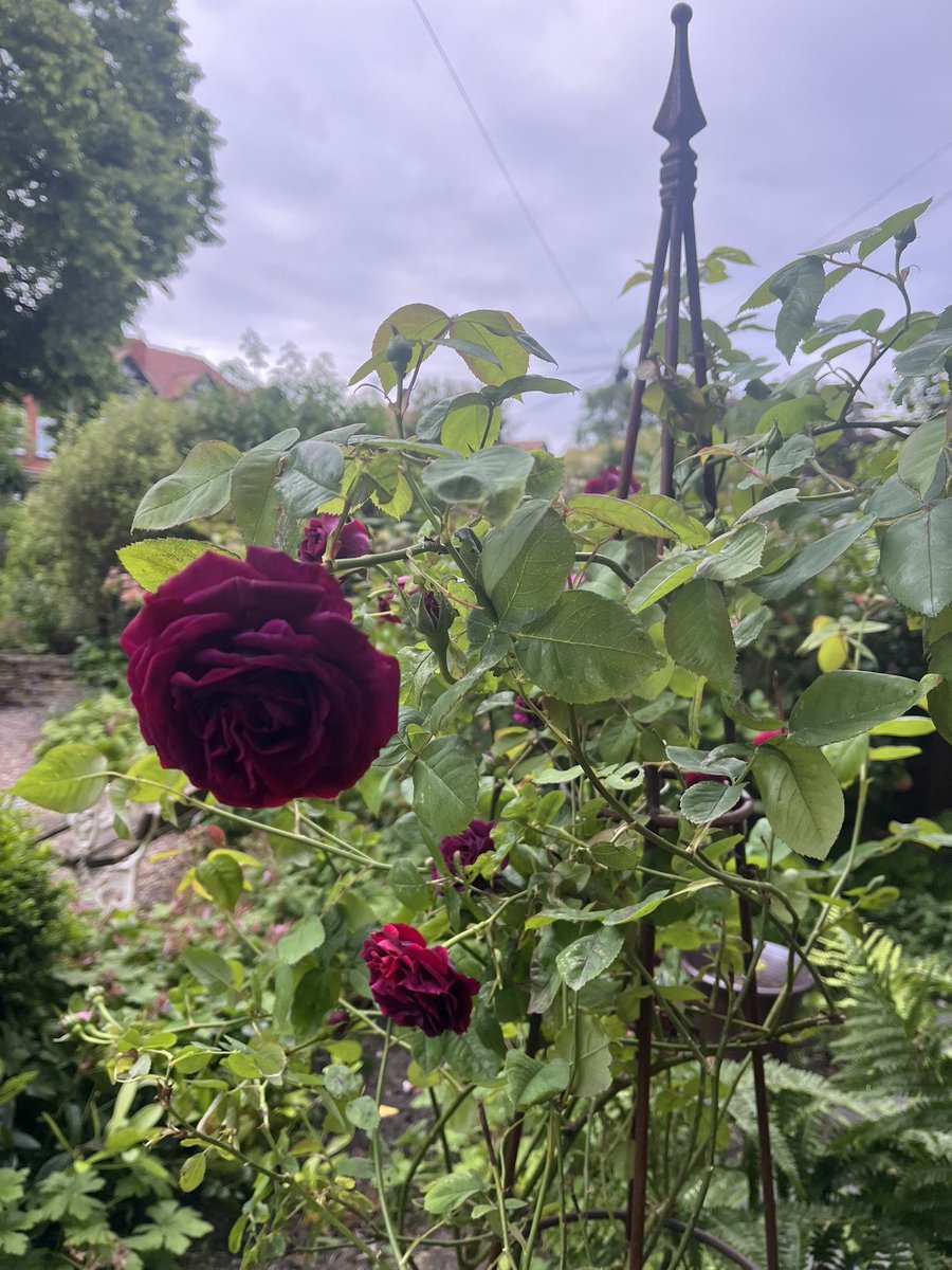 jane davis tweet media