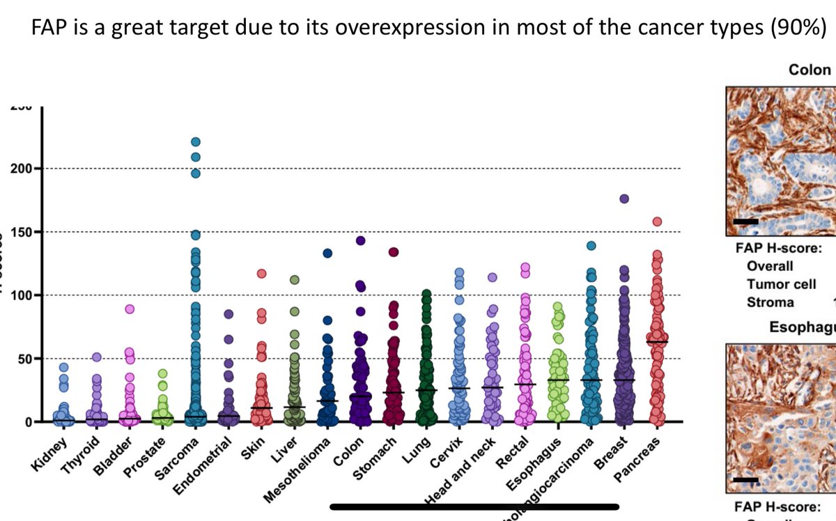 tom_the_bomb__'s tweet photo. SOFIE’s May 2024 presentation has a whole slide dedicated to their partnership with #AVCT @avacta 

preCISON ‘can significantly benefit from FAP targeting diagnostics’.

FAP is a great target due to its over expression in *most of the cancer types (90%)*

https://t.co/np9v9IuMqN https://t.co/83pAMga44O