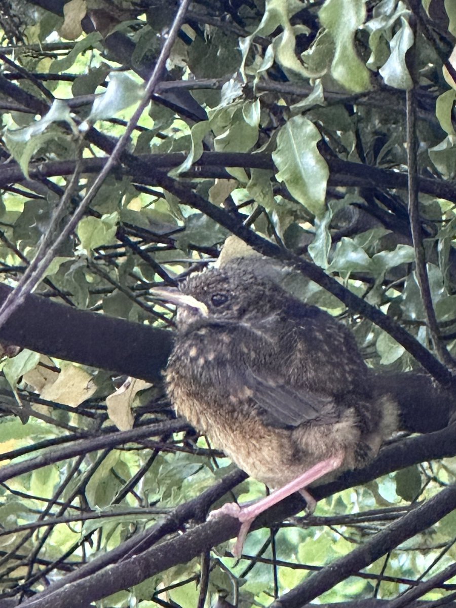 Clairek50's tweet photo. Just found this tiny little birdie in our garden. Have popped him / her up in a nearby tree in the hope mama bird comes for him/her! No idea what type of bird it is? Blackbird? 🐦‍⬛ @BBCSpringwatch @ChrisGPackham https://t.co/Dh1fbsmKwT
