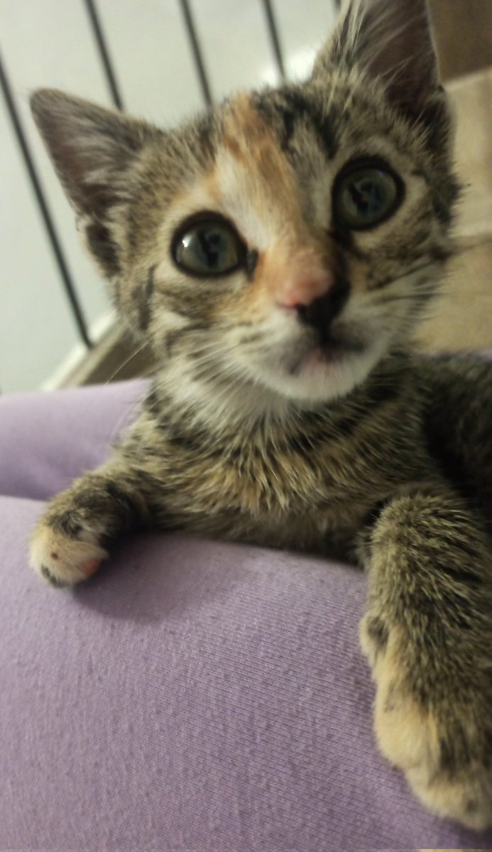 Archie (Angel Rusty 🌈🕊️) tweet media