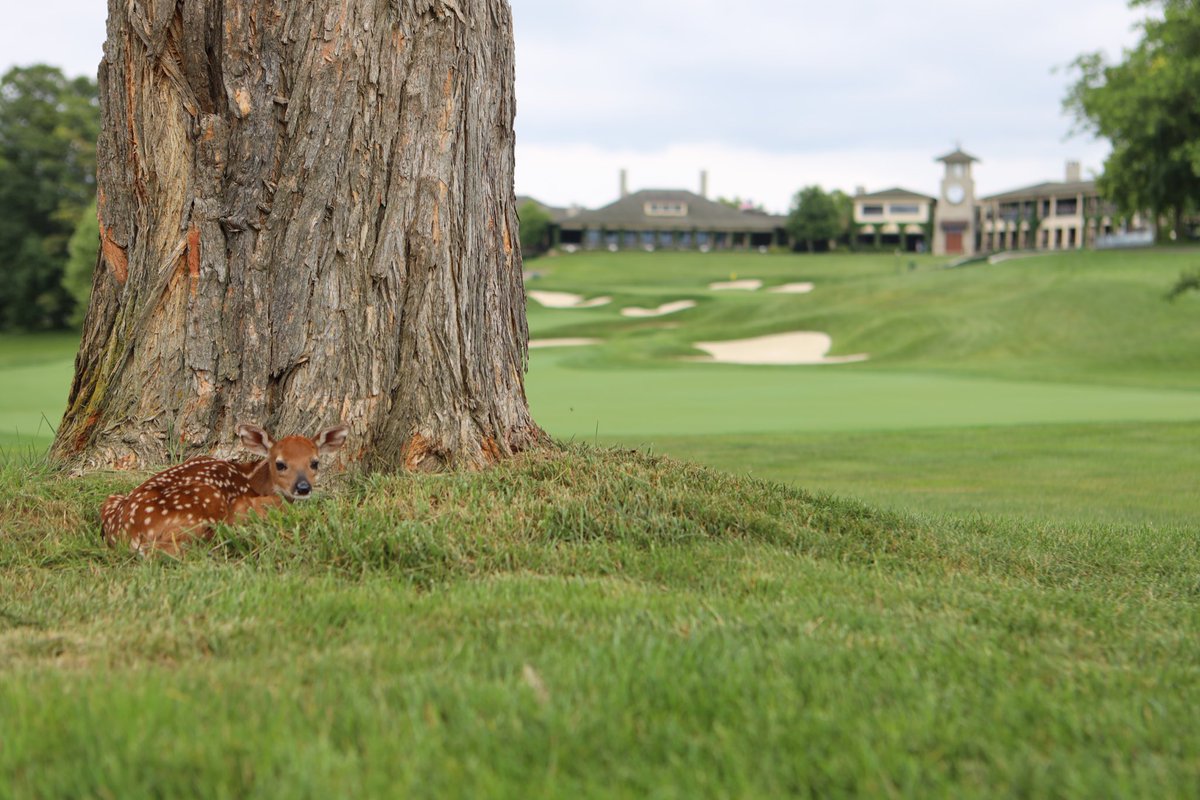 Best seat in the house has been claimed 

#theMemorial x <a href="/PGATOUR/">PGA TOUR</a>
