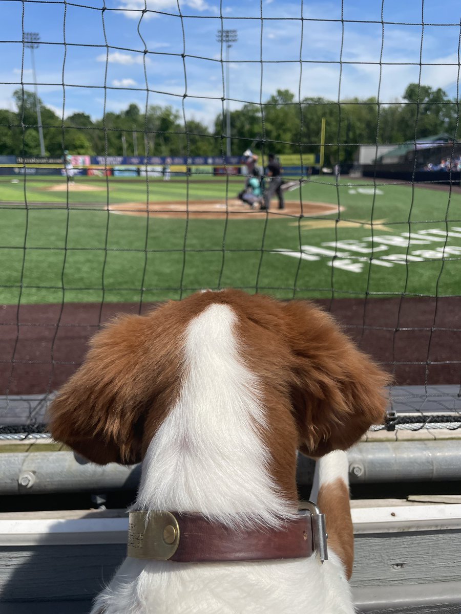 memheller's tweet image. What’s the point of getting a dog if you don’t bring it to baseball games?

@HVRenegades #RepBX