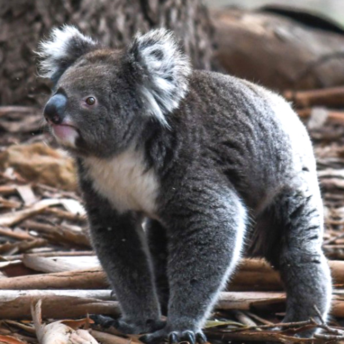 savethekoala's tweet photo. If you want to make sure Koalas have a future, help us protect their habitat by joining the #KoalaArmyMarch for #CreaturesGreatandSmall. Visit https://t.co/qAFp86DEXF 🐨✊
@DeborahTabart #KoalaProtectionAct @tanya_plibersek @PennySharpemlc https://t.co/oGr9fAl7oM