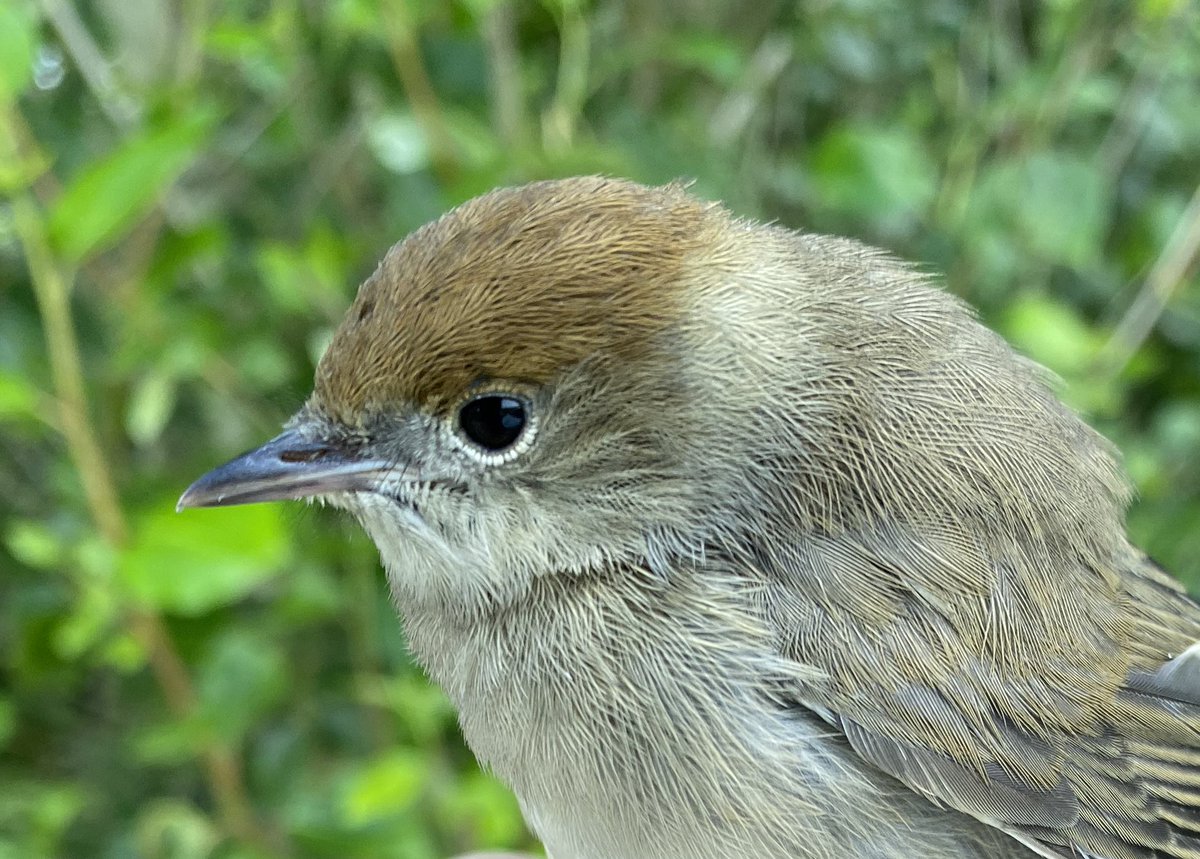 Chas Holt ๐๐บ๐ฆ (@chas_holt) on Twitter photo 3 new Nightingales (2 females) was a good result at todayโs Abberton CES. 40 total also included Garden Warbler, 3 Whitethroat, plus first young Blackcap. <a href="/EssexBirdNews/">EBwS Bird News</a> 3 new Nightingales (2 females) was a good result at todayโs Abberton CES. 40 total also included Garden Warbler, 3 Whitethroat, plus first young Blackcap. <a href="/EssexBirdNews/">EBwS Bird News</a>