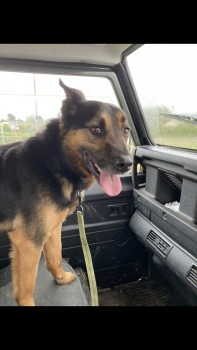 millypod1's tweet photo. ๐26 MAY 2024 #StillMissing #Lost GOOSE #ScanMe
Black & Tan Kelpie Australian Male
Meysydd Gwynion Farm #Trelogan #Flintshire #NorthWales #Wales #CH8
APPEAL: Dash cam footage between Glan yr Afon and Trelogan on Sunday evening (26th) between 4:15- 6:15
https://t.co/TqmJUo6hwK https://t.co/QCjhjwoOQK