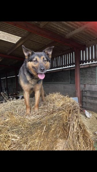 millypod1's tweet photo. ๐26 MAY 2024 #StillMissing #Lost GOOSE #ScanMe
Black & Tan Kelpie Australian Male
Meysydd Gwynion Farm #Trelogan #Flintshire #NorthWales #Wales #CH8
APPEAL: Dash cam footage between Glan yr Afon and Trelogan on Sunday evening (26th) between 4:15- 6:15
https://t.co/TqmJUo6hwK https://t.co/QCjhjwoOQK