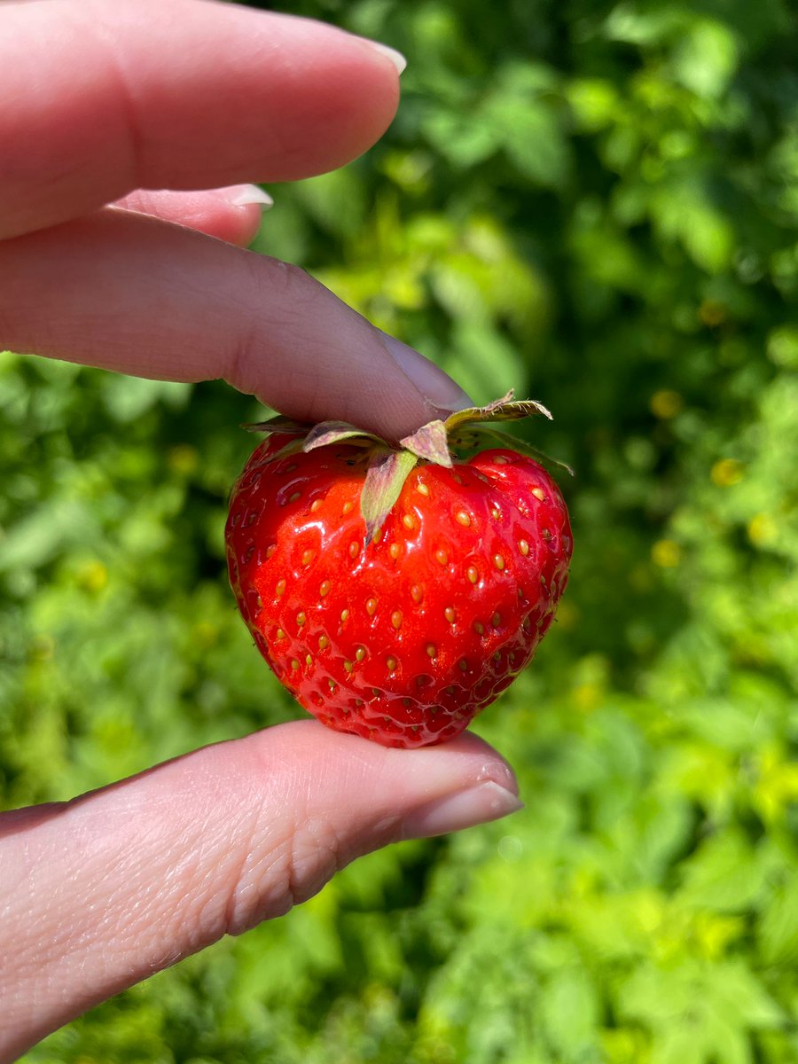 Dat was een gezellig feestje: leuke nieuwe mensen ontmoet, mooie gesprekken, zomerse muziek, veel gelachen en dat alles lekker in de zon. En nog veel in de tuin gedaan ook!
#hoograven #mowstuin