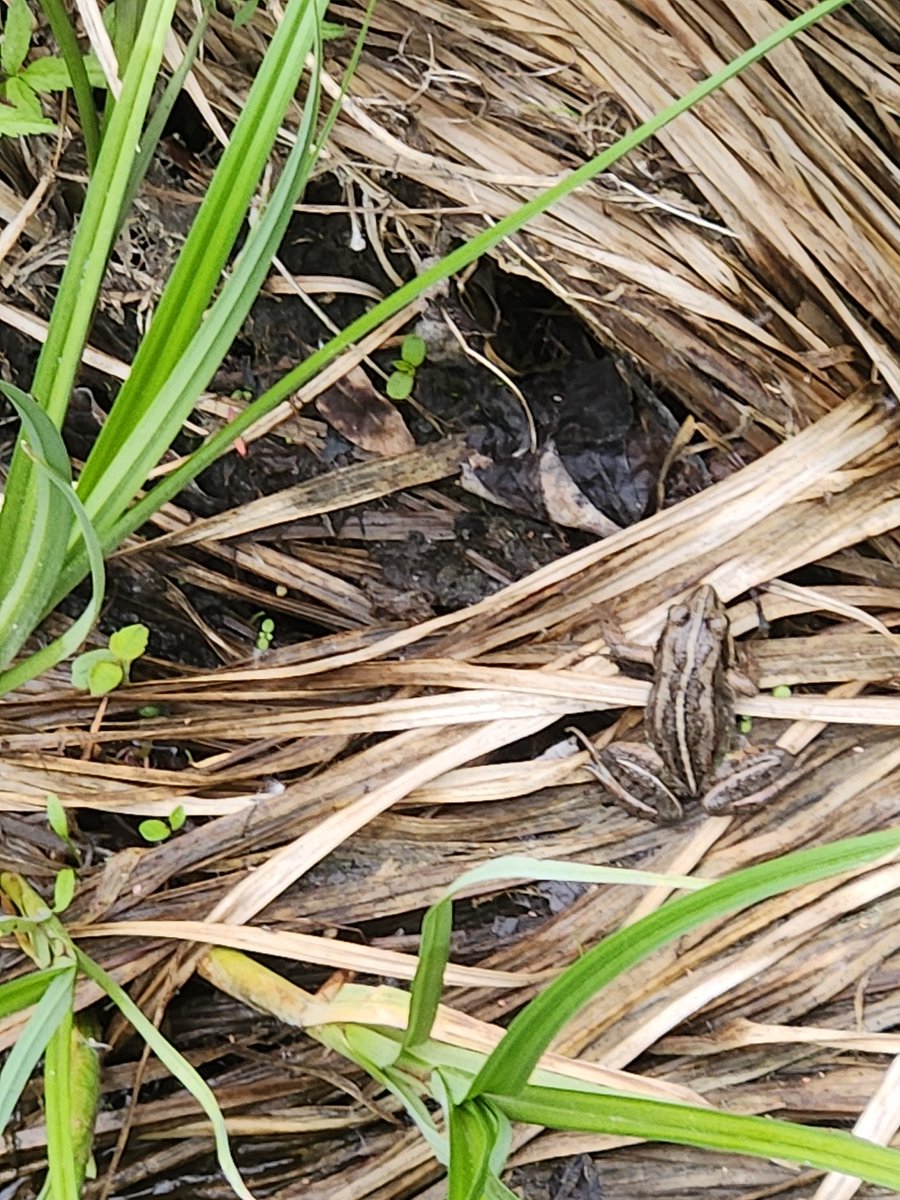 oli_joslin's tweet photo. Marsh marigolds and a frog https://t.co/ZFB2aedHMj