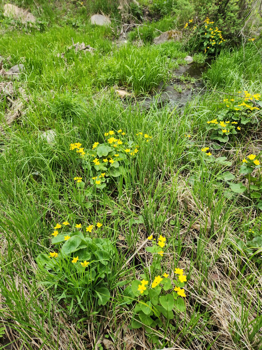 oli_joslin's tweet photo. Marsh marigolds and a frog https://t.co/ZFB2aedHMj