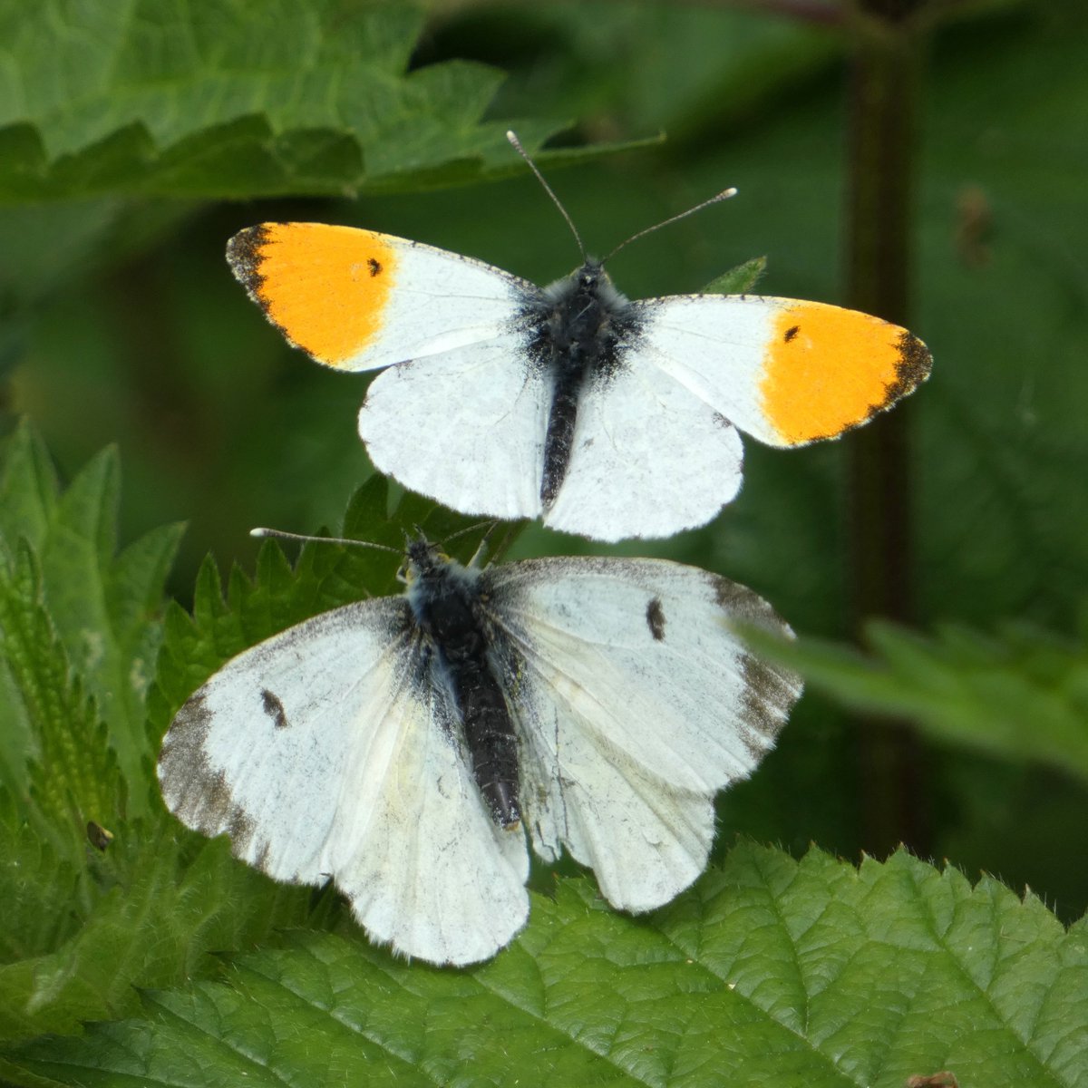 Apaturailia15's tweet photo. Male and female Orange-tips on the edge of Belfairs Woods in Essex today @EssexWildlife Striking to see the difference in size @savebutterflies @ukbutterflies @KissimmeeWild @Britnatureguide https://t.co/nxR07Vgd9s