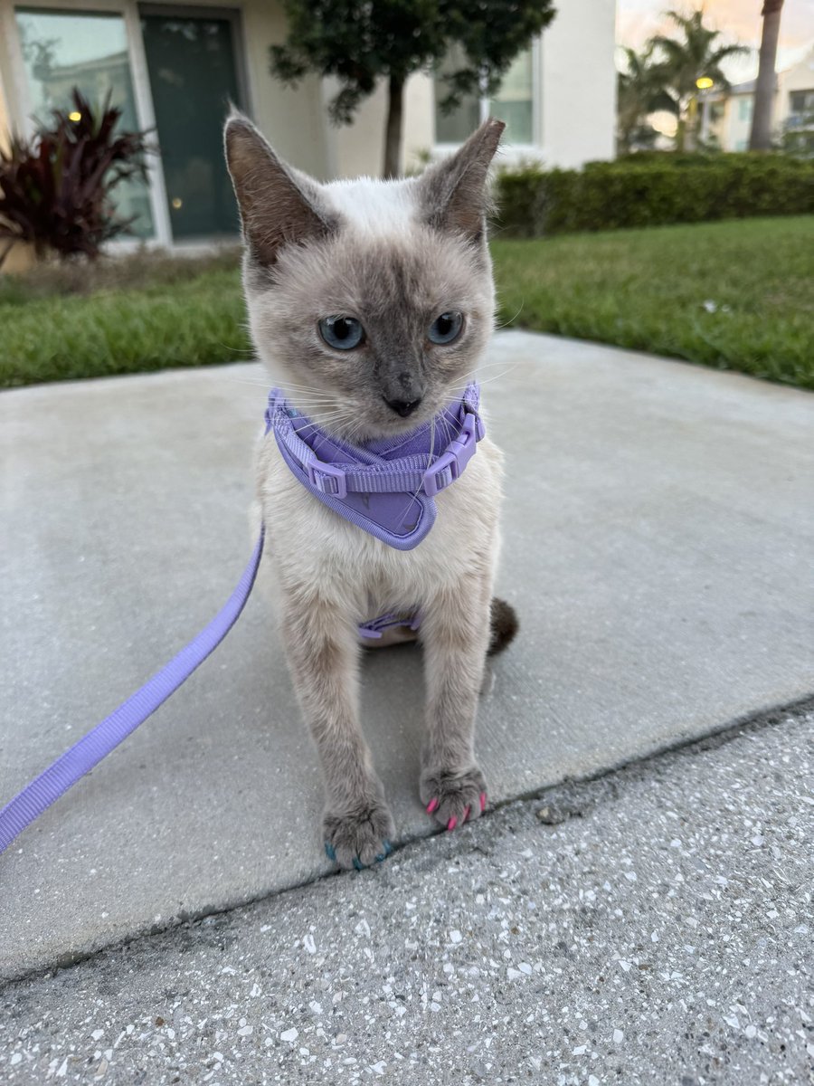Rdevalerio's tweet photo. Cutest cat EVER https://t.co/PeBhkRg8kV