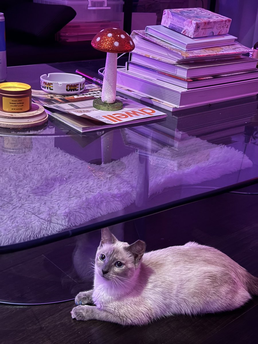 Rdevalerio's tweet photo. Cutest cat EVER https://t.co/PeBhkRg8kV