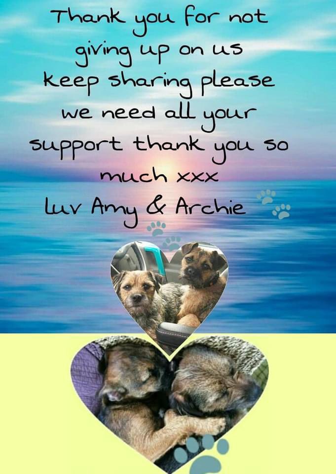 rosiedoc666's tweet photo. #StolenDogHour 

AMY &amp; ARCHIE MISSING SINCE 13/3/19 5 YEARS of wondering “are they ok”
owner was at hospital with a friend and asked another friend to “let her dogs out” 
they did but didn’t get them back in and (the friend was really upset) 
#CoddenHill #BishopsTawton #EX32 https://t.co/TwvPxBkqAr